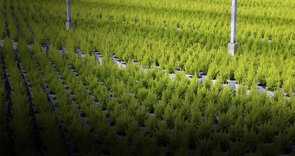 Horticulture-agriculture